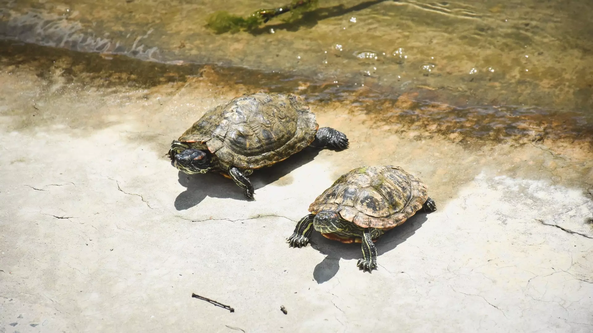 Красноухие черепахи в Белгороде: откуда берутся и какую опасность несут Везёлке
