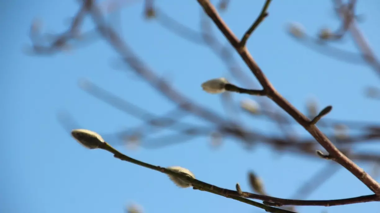 От минуса до летних значений: температурные «качели» в начале апреля в Белгороде