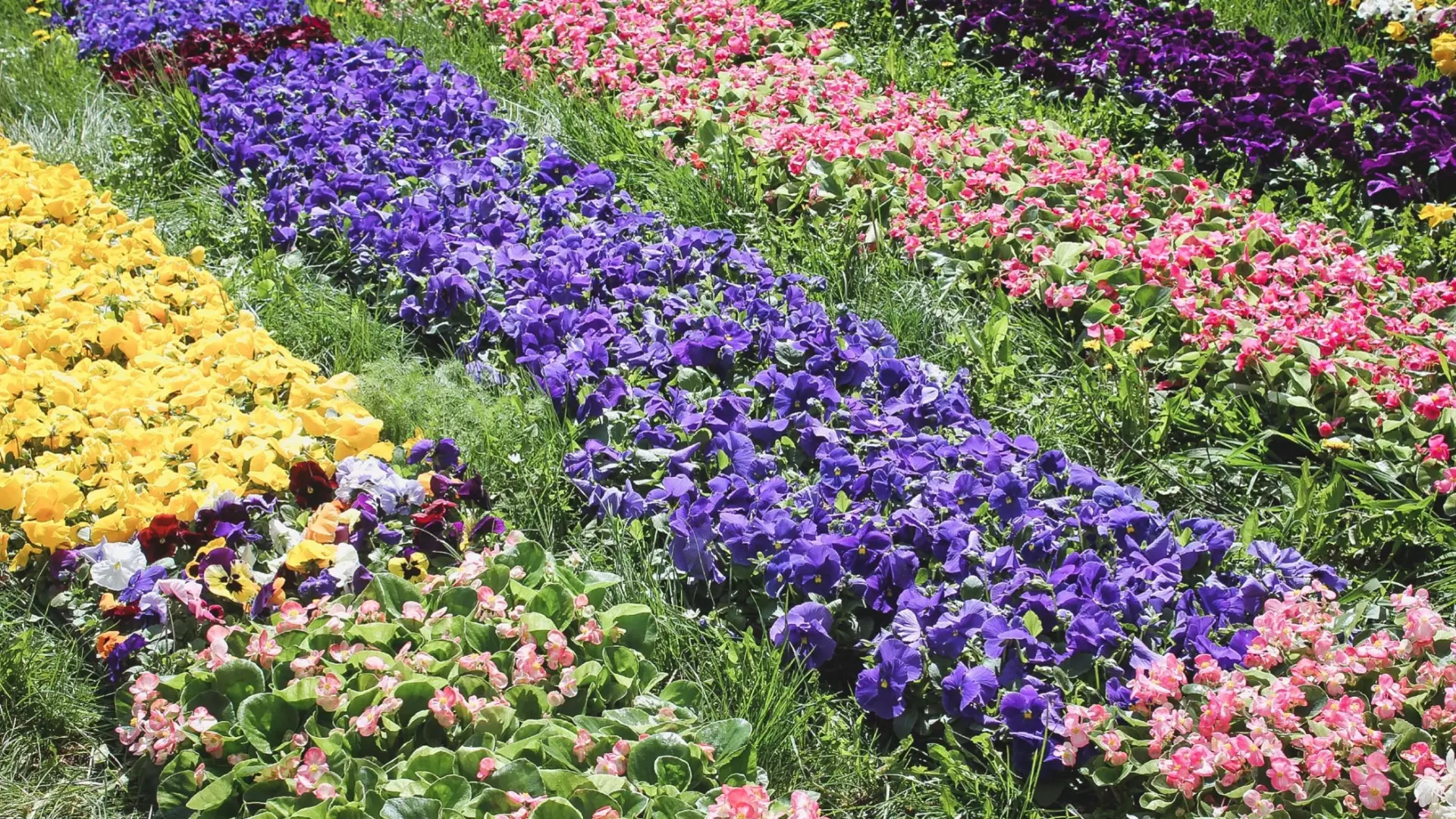 Для Белгорода закупят рассаду цветов ещё на 3,7 млн рублей