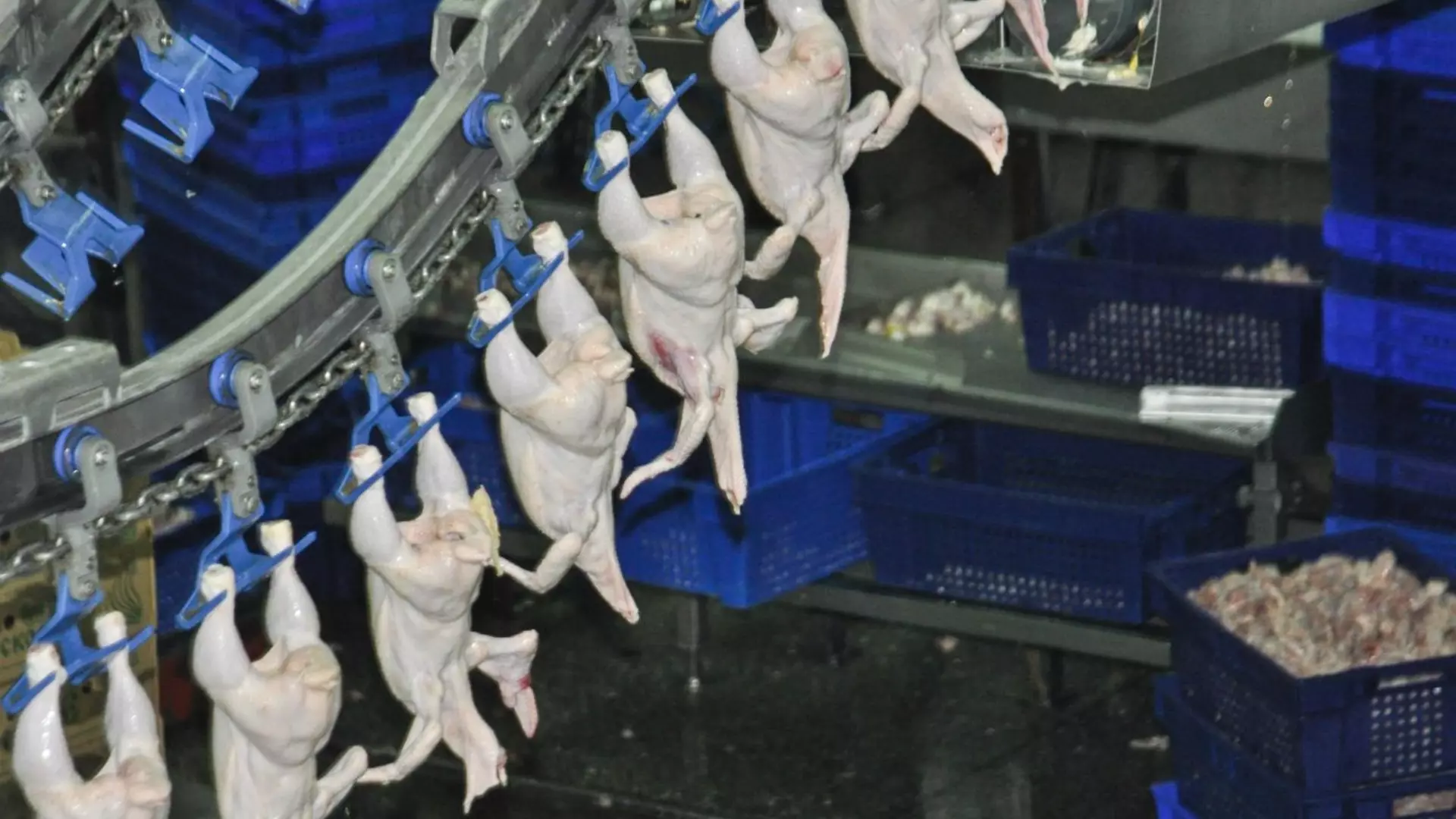 ФАС проверит цены на курицу от белгородского "Приосколья" 