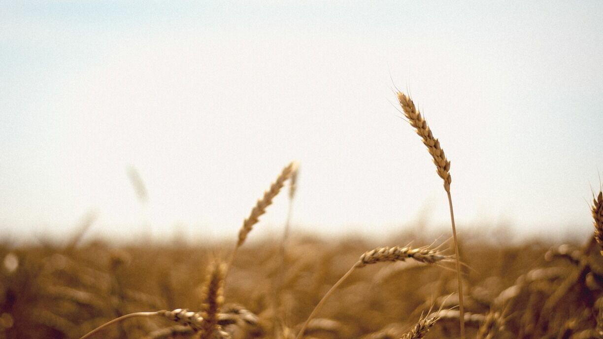 В Белгородской области объявили режим ЧС из-за проблем с уборкой урожая с полей